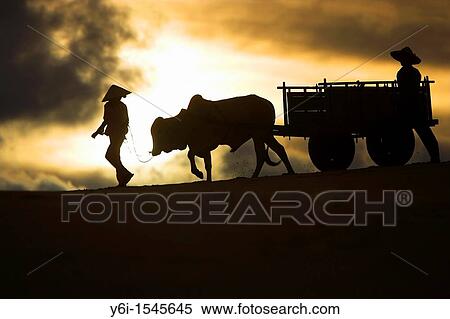 Girl in conical hat leads bullock cart with man in straw hat following across white sand dunes near Mui Ne south east Vietnam View Large Photo Image Stock Photography - Girl in conical hat leads bullock cart with man in straw hat following across white sand dunes near Mui Ne south east Vietnam. Fotosearch