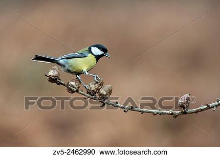 Great Tit - Parus major perched on Larch-Larix. Winter. Uk. View Large Photo Image Stock Image - Great Tit - Parus major perched on Larch-Larix. Winter. Uk.. Fotosearch