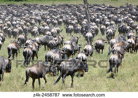 Herd of Blue Wildebeest (Connochaetus taurinus) seen from behind, during migration, Serengeti national park, Tanzania. View Large Photo Image Stock Photo - Herd of Blue Wildebeest (Connochaetus taurinus) seen from behind, during migration, Serengeti national park, Tanzania.. Fotosearch