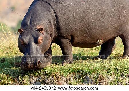 Stock Image - Hippopotamus (Hippopotamus amphibius), Chobe National Park, Botswana.. Fotosearch