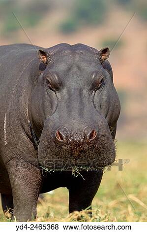 Hippopotamus (Hippopotamus amphibius), Chobe National Park, Botswana. View Large Photo Image Stock Photo - Hippopotamus (Hippopotamus amphibius), Chobe National Park, Botswana.. Fotosearch