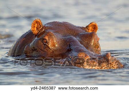 Hippopotamus (Hippopotamus amphibius), in the river, Chobe National Park, Botswana. View Large Photo Image Stock Photo - Hippopotamus (Hippopotamus amphibius), in the river, Chobe National Park, Botswana.. Fotosearch