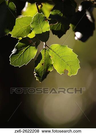 Holm Oak (Quercus ilex) backlit leaves. Winter at Montseny Natural Park. Barcelona province, Catalonia, Spain. View Large Photo Image Stock Photo - Holm Oak (Quercus ilex) backlit leaves. Winter at Montseny Natural Park. Barcelona province, Catalonia, Spain.. Fotosearch