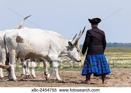 Stock Photography - Hungarian Grey Cattle or Hungarian Steppe Cattle (bos primigenus hungaricus), an old and hardy rare cattle breed. For tourists the cattle is still used as draft animal. Europe, Eastern Europe, Hungary, April.. Fotosearch