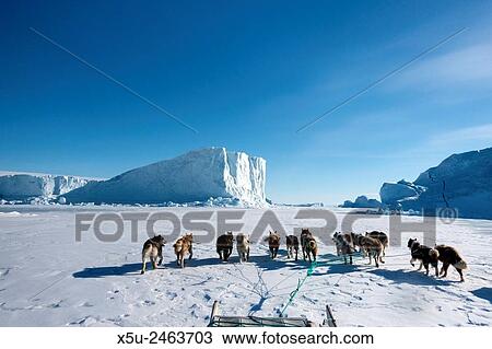 Inuit hunter and his dog team travelling on the sea ice. Dog teams must be rested every hour for 10 minutes. View Large Photo Image Stock Image - Inuit hunter and his dog team travelling on the sea ice. Dog teams must be rested every hour for 10 minutes.. Fotosearch