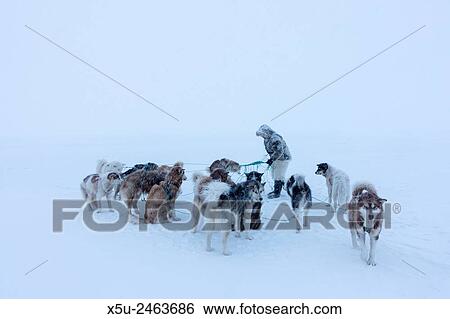Inuit hunter untangling the lines on his dog team on the sea ice in a snow storm. View Large Photo Image Stock Photograph - Inuit hunter untangling the lines on his dog team on the sea ice in a snow storm.. Fotosearch