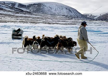 Inuit hunter walking his dog team on the sea ice. Dog teams must be rested every hour for 10 minutes. View Large Photo Image Stock Photo - Inuit hunter walking his dog team on the sea ice. Dog teams must be rested every hour for 10 minutes.. Fotosearch
