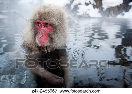 Stock Photo - Japanese macaque (Macaca fuscata) in a hotspring, Jigokudani Monkey Park, Nagano, Japan.. Fotosearch