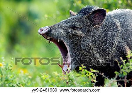 Javelina or Collared Peccary - Camp Lula Sams - Brownsville, Texas USA. View Large Photo Image Stock Image - Javelina or Collared Peccary - Camp Lula Sams - Brownsville, Texas USA.. Fotosearch