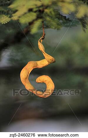 Jungle Jalebi or Pithecellobium dulce pod, Pune. View Large Photo Image Stock Photograph - Jungle Jalebi or Pithecellobium dulce pod, Pune.. Fotosearch