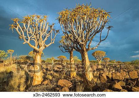 Keetmanshoop, Namibia - Quiver tree forest in the Playground of the Giants. View Large Photo Image Stock Image - Keetmanshoop, Namibia - Quiver tree forest in the Playground of the Giants.. Fotosearch