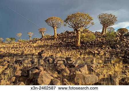 Stock Photo - Keetmanshoop, Namibia - Quiver tree forest in the Playground of the Giants.. Fotosearch