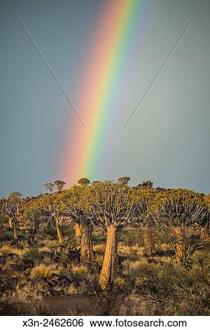 Stock Photograph - Keetmanshoop, Namibia - Quiver tree forest with rainbows overhead in the Playground of the Giants.. Fotosearch