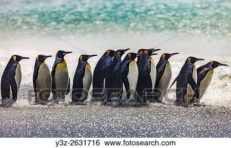 King penguins parade along beach, Salisbury Plain, South Georgia. View Large Photo Image Stock Photograph - King penguins parade along beach, Salisbury Plain, South Georgia.. Fotosearch