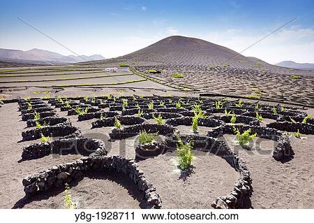 Stock Image - Lanzerote - Plantation of vines in volcanic ground in La Geria, Lanzarote Island, Canary Islands, Spain. Fotosearch
