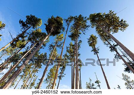 Lodgepole Pine (Pinus contorta), Yellowstone National Park, Idaho, Montana and Wyoming, USA. View Large Photo Image Stock Image - Lodgepole Pine (Pinus contorta), Yellowstone National Park, Idaho, Montana and Wyoming, USA.. Fotosearch