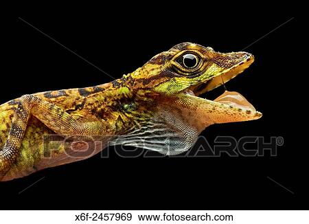 Male Equatorial Anole lizard (Anolis aequatorialis), Iguana family (Iguanidae), Pacific slopes of the Andean cloud forest, Mindo, Ecuador. View Large Photo Image Stock Photo - Male Equatorial Anole lizard (Anolis aequatorialis), Iguana family (Iguanidae), Pacific slopes of the Andean cloud forest, Mindo, Ecuador.. Fotosearch