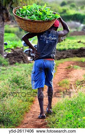 Stock Photograph - man working in vegetable farm, Terre Rouge, Pamplemousses district, Mauritius, Africa,. Fotosearch