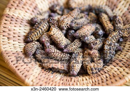 Maun, Botswana, Africa- Sexaxa Village- handwoven bowl of Edible Mopane worms (Gonimbrasia belina). View Large Photo Image Stock Image - Maun, Botswana, Africa- Sexaxa Village- handwoven bowl of Edible Mopane worms (Gonimbrasia belina).. Fotosearch