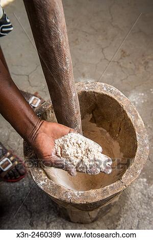 Maun, Botswana, Africa- Womans hand showing sorghum meal after pounding with a mortar and pestle in Sexaxa Village. View Large Photo Image Stock Photo - Maun, Botswana, Africa- Womans hand showing sorghum meal after pounding with a mortar and pestle in Sexaxa Village.. Fotosearch