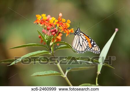 Stock Photo - monarch butterfly. Fotosearch