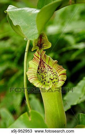 Monkey cup (Nepenthes sp. ) Kerangas forest. Borneo View Large Photo Image Stock Image - Monkey cup (Nepenthes sp. ) Kerangas forest. Borneo. Fotosearch