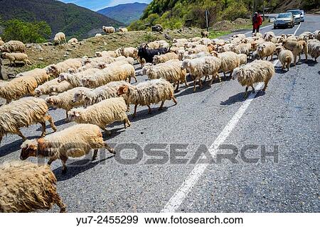 moving flock of sheeps in Georgia. View Large Photo Image Stock Photo - moving flock of sheeps in Georgia.. Fotosearch