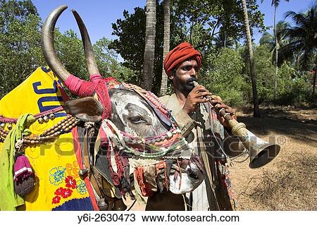 Musician Kankaya with 400 kilogram costumed bull Santos in Mandrem Goa India. View Large Photo Image Stock Image - Musician Kankaya with 400 kilogram costumed bull Santos in Mandrem Goa India.. Fotosearch