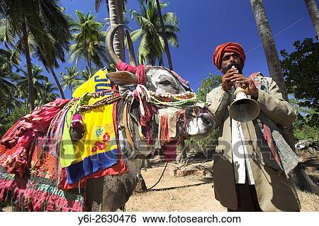 Stock Photograph - Musician Kankaya with 400 kilogram costumed bull Santos in Mandrem Goa India.. Fotosearch