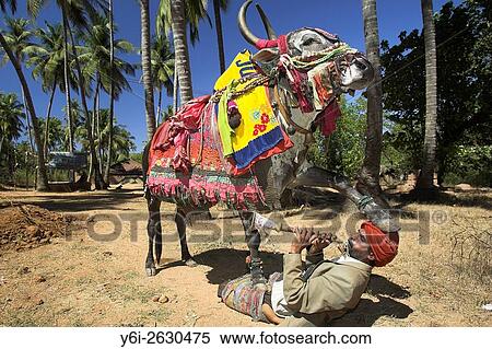 Musician Kankaya with 400 kilogram costumed bull Santos in Mandrem Goa India. View Large Photo Image Stock Photography - Musician Kankaya with 400 kilogram costumed bull Santos in Mandrem Goa India.. Fotosearch