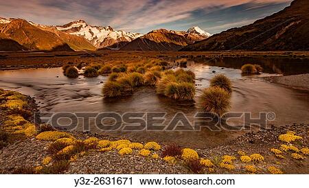 Myosotis species, ( mouse ears) cushion plant & tussock grass, dusk in Tasman river valley with Mt Sefton (left) & Aoraki / Mount Cook, Aoraki / Mount Cook National Park. View Large Photo Image Stock Image - Myosotis species, ( mouse ears) cushion plant & tussock grass, dusk in Tasman river valley with Mt Sefton (left) & Aoraki / Mount Cook, Aoraki / Mount Cook National Park.. Fotosearch