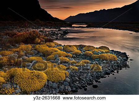 Myosotis species, ( mouse ears) cushion plant, dawn in Tasman river valley, Aoraki / Mount Cook National Park. View Large Photo Image Stock Photo - Myosotis species, ( mouse ears) cushion plant, dawn in Tasman river valley, Aoraki / Mount Cook National Park.. Fotosearch