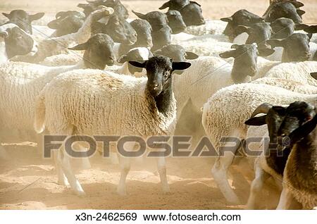 Namibia - Dorper sheep on farm in Africa. View Large Photo Image Stock Photo - Namibia - Dorper sheep on farm in Africa.. Fotosearch