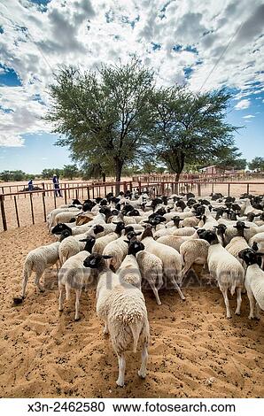 Namibia - Sheep on farm in Africa. View Large Photo Image Stock Image - Namibia - Sheep on farm in Africa.. Fotosearch