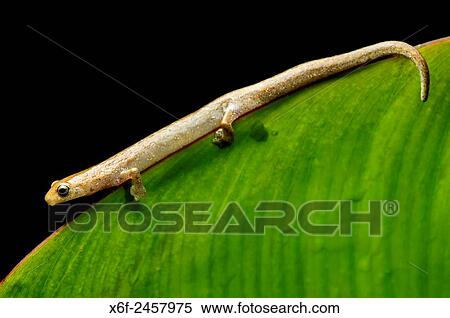 Stock Photography - Neotropical climbing salamander (Bolitoglossa equatoriana), Family of Lungless Salamanders (Plethodontidae ), Choco rainforest, Ecuador.. Fotosearch