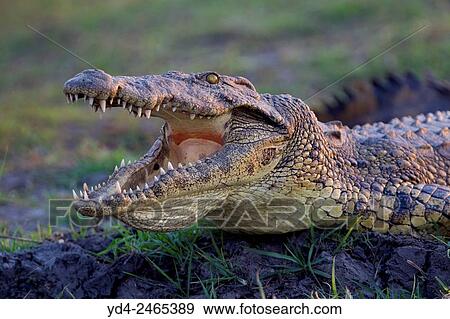 Nile Crocodile (Crocodylus niloticus), Chobe River, Chobe National Park, Botswana. View Large Photo Image Stock Photo - Nile Crocodile (Crocodylus niloticus), Chobe River, Chobe National Park, Botswana.. Fotosearch