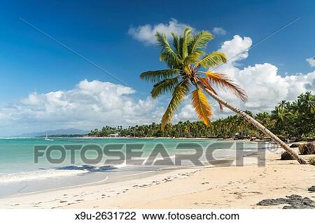 palm fringed sandy beach of El Portillo, Las Terrenas, Samana, Dominican Republic, Carribean, America,. View Large Photo Image Stock Image - palm fringed sandy beach of El Portillo, Las Terrenas, Samana, Dominican Republic, Carribean, America,.. Fotosearch
