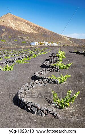 Stock Image - Plantation of vines in volcanic ground in La Geria, Lanzarote Island, Canary Islands, Spain. Fotosearch