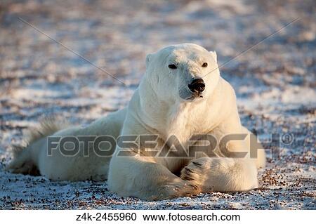 Stock Image - Polar bear (Ursus maritimus) lying down at frozen tundra, looking up, Churchill, Manitoba, Canada.. Fotosearch