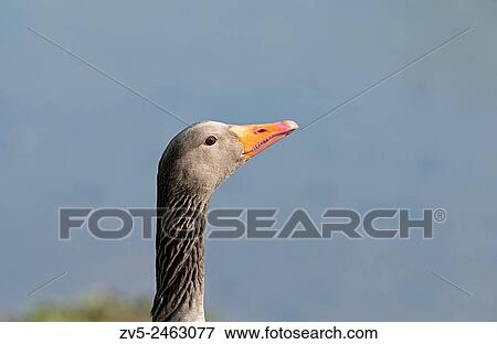 Portrait of a Greylag Geese-Anser anser. View Large Photo Image Stock Photo - Portrait of a Greylag Geese-Anser anser.. Fotosearch