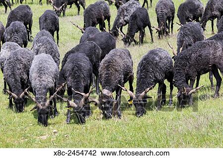 Racka Sheep (Ovis aries strepsiceros Hungaricus), an old rare breed on pasture in the Hortobagy National Park. Europe, Eastern Europe, Hungary, April. View Large Photo Image Stock Image - Racka Sheep (Ovis aries strepsiceros Hungaricus), an old rare breed on pasture in the Hortobagy National Park. Europe, Eastern Europe, Hungary, April.. Fotosearch