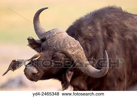 Red-billed Oxpecker (Buphagus erythrorhynchus), on a Cape buffalo (Syncerus caffer), Chobe National Park, Botswana. View Large Photo Image Stock Photo - Red-billed Oxpecker (Buphagus erythrorhynchus), on a Cape buffalo (Syncerus caffer), Chobe National Park, Botswana.. Fotosearch