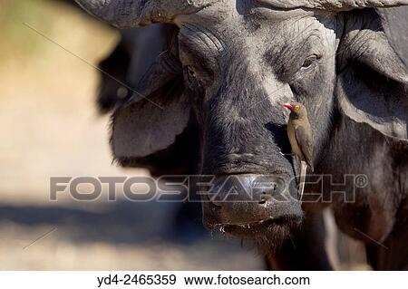 Stock Photo - Red-billed Oxpecker (Buphagus erythrorhynchus), on a Cape buffalo (Syncerus caffer), Chobe National Park, Botswana.. Fotosearch