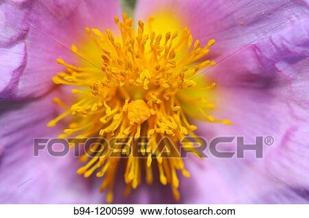 Rockrose (Cistus albidus, fam. Cistaceae). Torrelles de Llobregat, Baix Llobregat, Barcelona, Catalonia, Spain View Large Photo Image Stock Photo - Rockrose (Cistus albidus, fam. Cistaceae). Torrelles de Llobregat, Baix Llobregat, Barcelona, Catalonia, Spain. Fotosearch