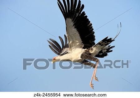 Picture - Secretary bird (Sagittarius serpentarius) wings spreaded for landing, Serengeti national park, Tanzania.. Fotosearch