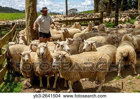 Sheep Are Moved Into A Sheep Pen In Readiness To Be Sold, Sheep Farm, Pukekohe, New Zealand. View Large Photo Image Picture - Sheep Are Moved Into A Sheep Pen In Readiness To Be Sold, Sheep Farm, Pukekohe, New Zealand.. Fotosearch