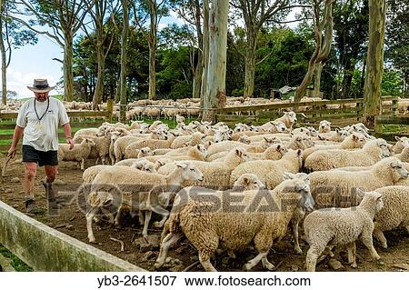 Sheep Are Moved Into A Sheep Pen In Readiness To Be Sold, Sheep Farm, Pukekohe, New Zealand. View Large Photo Image Stock Photo - Sheep Are Moved Into A Sheep Pen In Readiness To Be Sold, Sheep Farm, Pukekohe, New Zealand.. Fotosearch