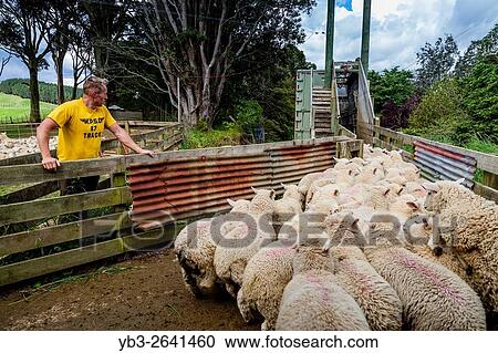 Stock Image - Sheep Being Loaded On To A Lorry, Sheep Farm, Pukekohe, New Zealand.. Fotosearch