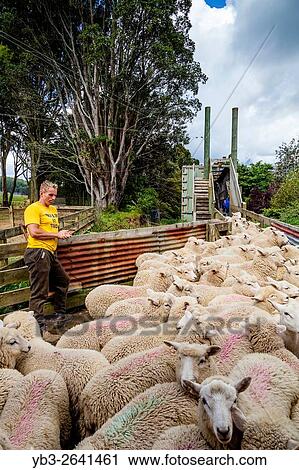 Sheep Being Loaded On To A Lorry, Sheep Farm, Pukekohe, New Zealand. View Large Photo Image Stock Image - Sheep Being Loaded On To A Lorry, Sheep Farm, Pukekohe, New Zealand.. Fotosearch