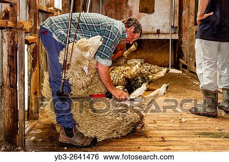 Sheep Crotching At A Sheep Farm, Pukekohe, New Zealand. View Large Photo Image Stock Photograph - Sheep Crotching At A Sheep Farm, Pukekohe, New Zealand.. Fotosearch